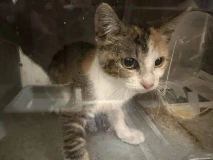 Pixie - Domestic Short Hair