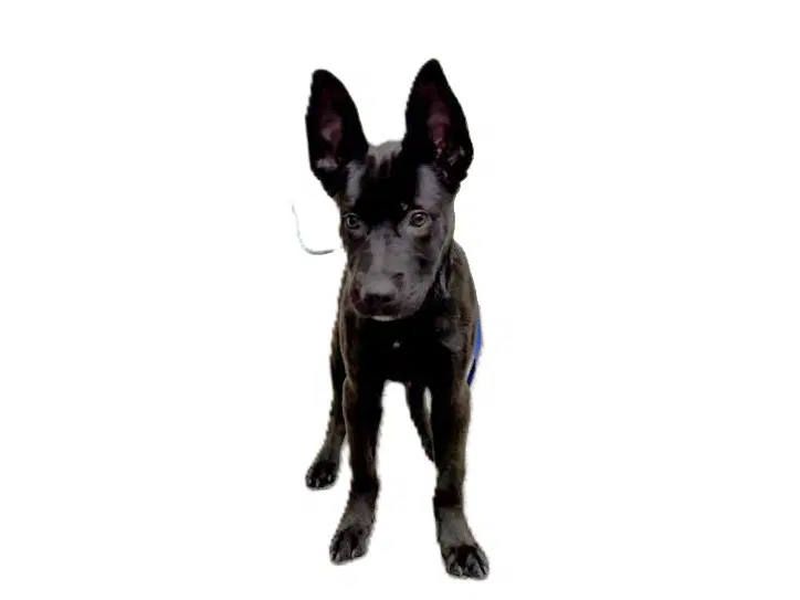 Kitana - German Shepherd Dog
