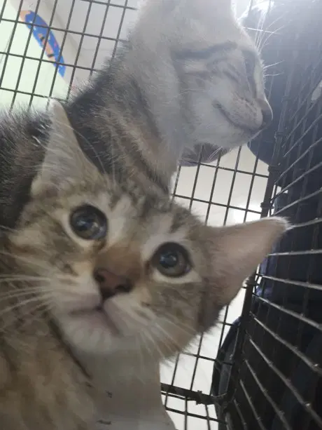 Acorn - Domestic Short Hair