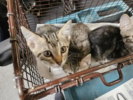 Ichabod - Domestic Short Hair
