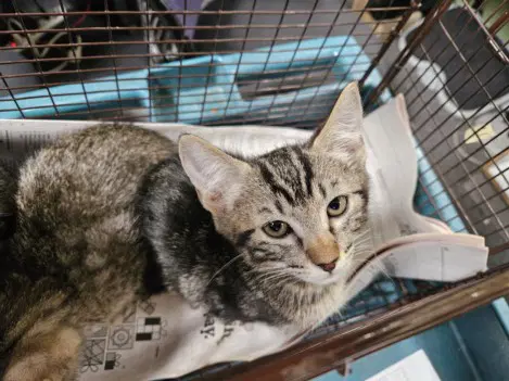 Hocus Pocus - Domestic Short Hair
