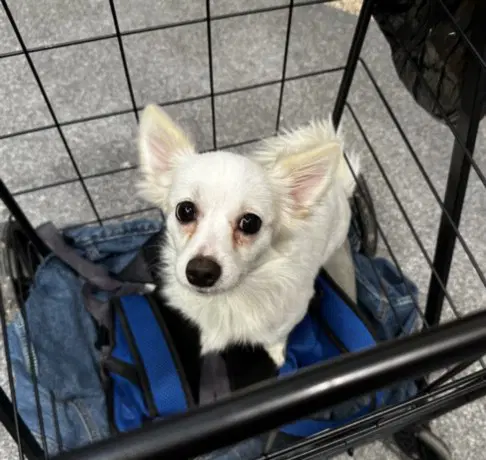 Bow - Chihuahua