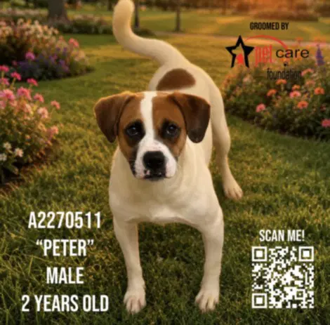 Peter - Pit Bull Terrier