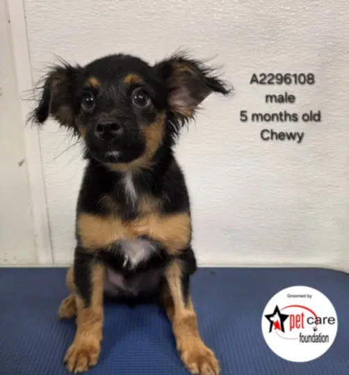 Chewy - Chihuahua