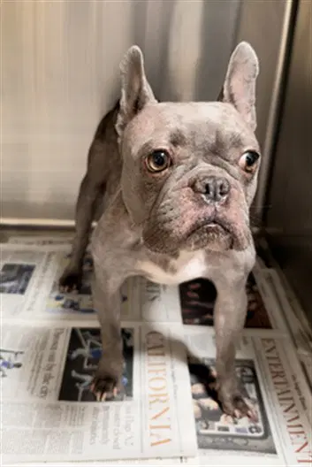 Luna Pineda - French Bulldog