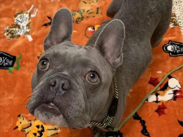 Luna Pineda - French Bulldog