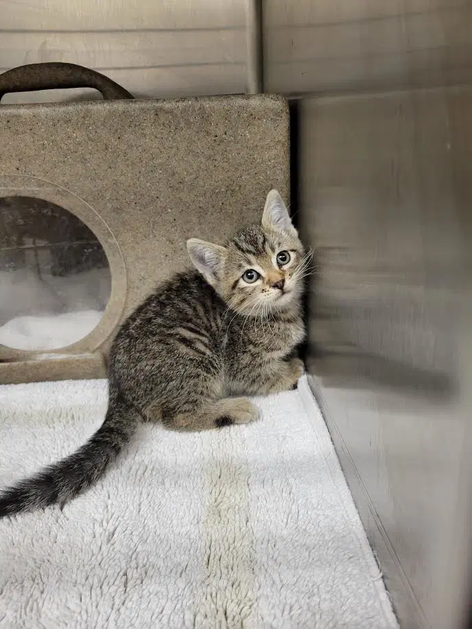 Lance - Domestic Short Hair