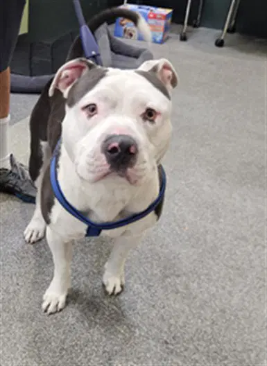 Matt - Pit Bull Terrier