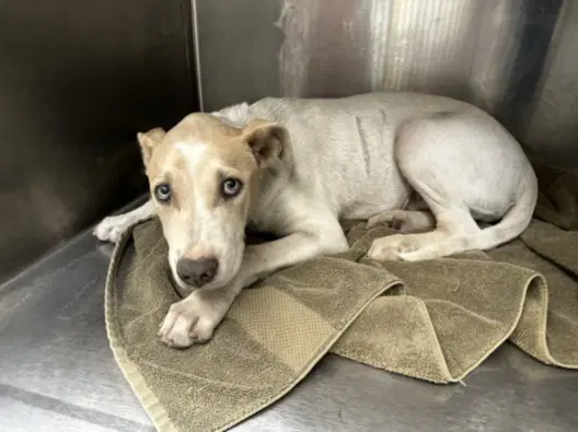Wilma - Pit Bull Terrier