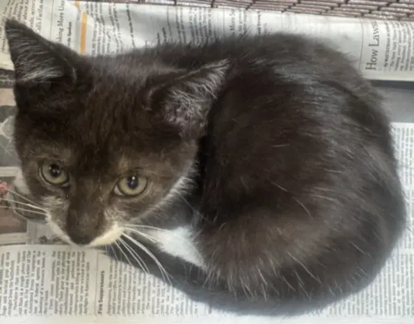Aspen - Domestic Short Hair