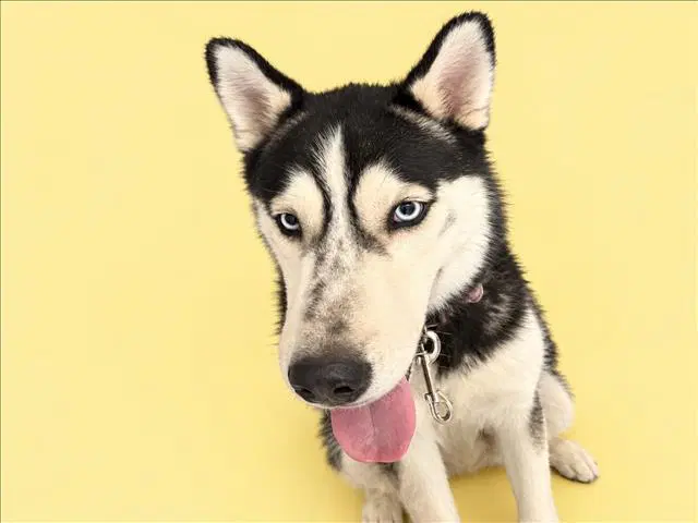 Unknown - Siberian Husky