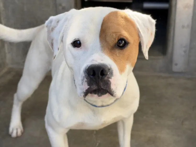 Spot - Pit Bull Terrier