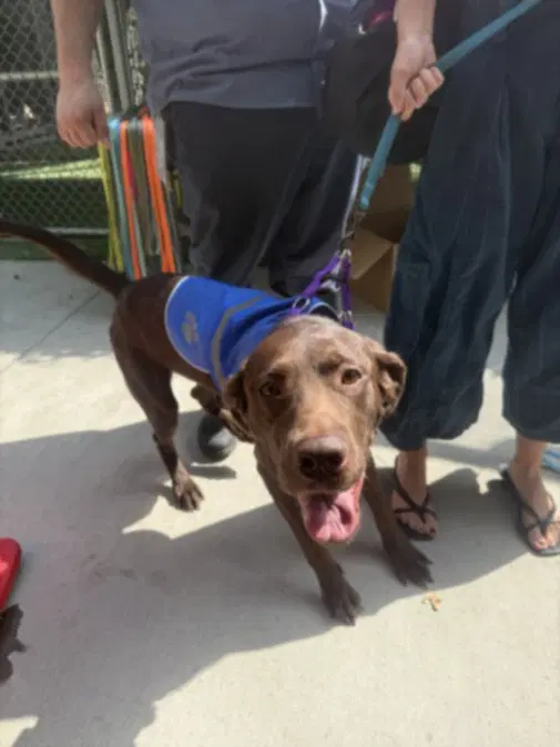 Barkley - Labrador Retriever