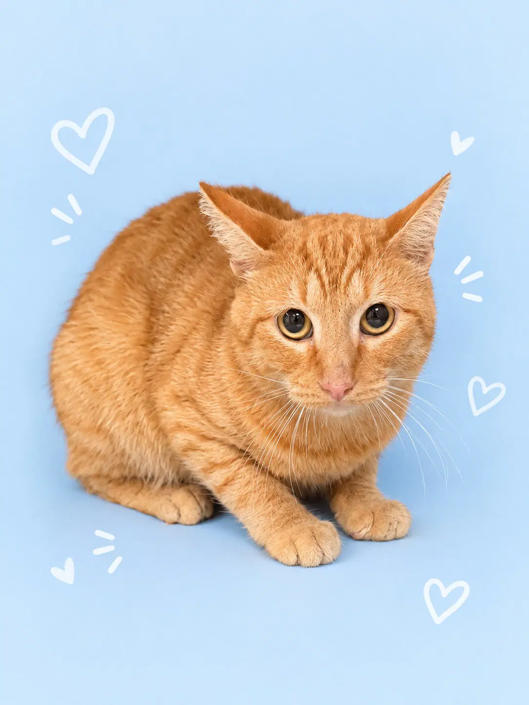 Flynn - Domestic Short Hair
