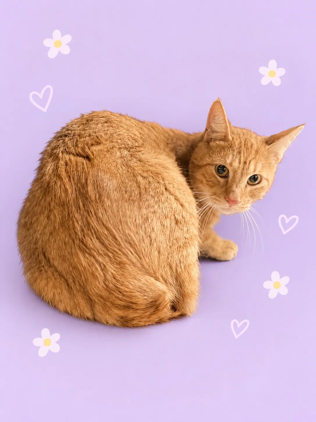 Galileo - Domestic Short Hair