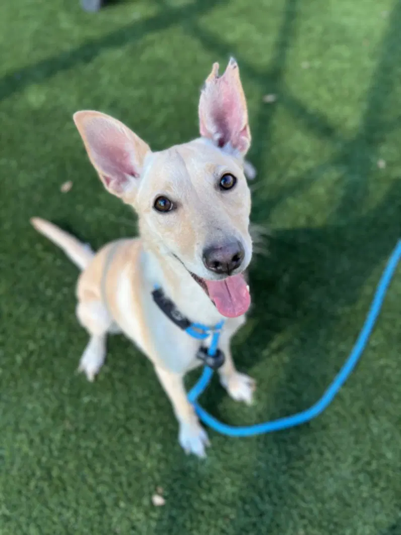 Nala - Carolina Dog