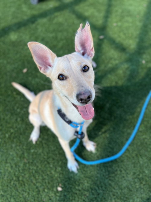 Nala, Carolina Dog / Mixed (medium coat)