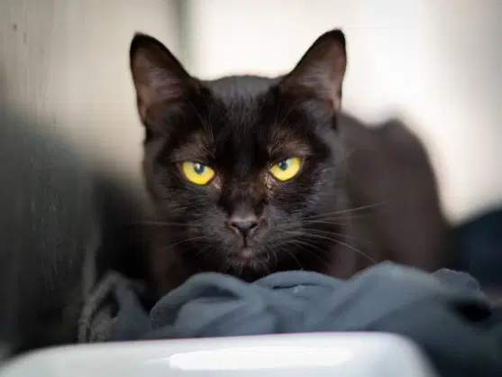 Chiquita - Domestic Short Hair