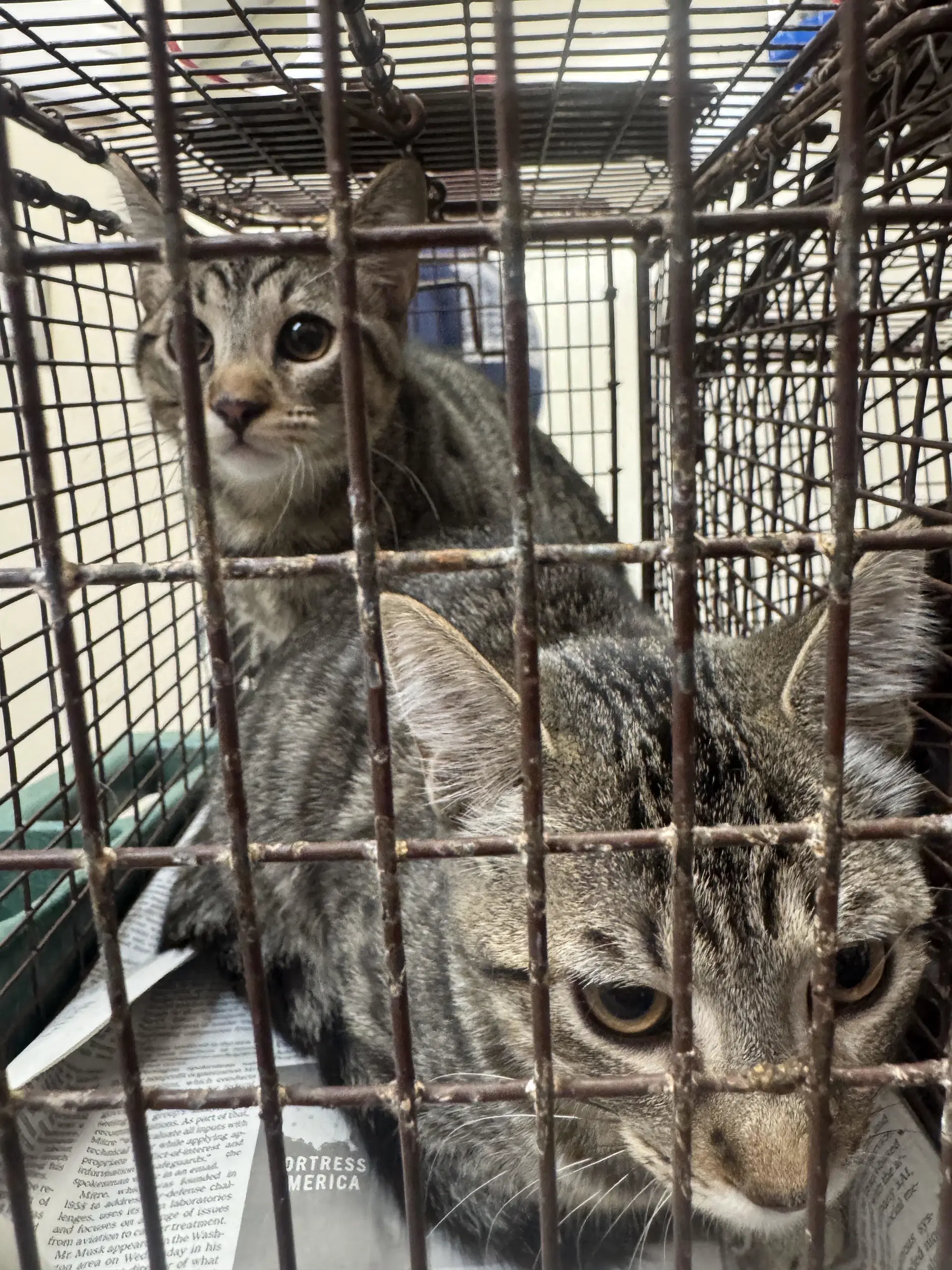 Belladonna - Domestic Short Hair