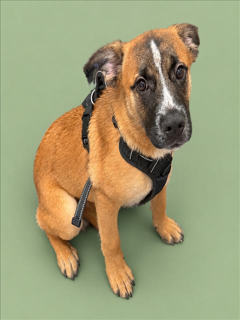 KODA