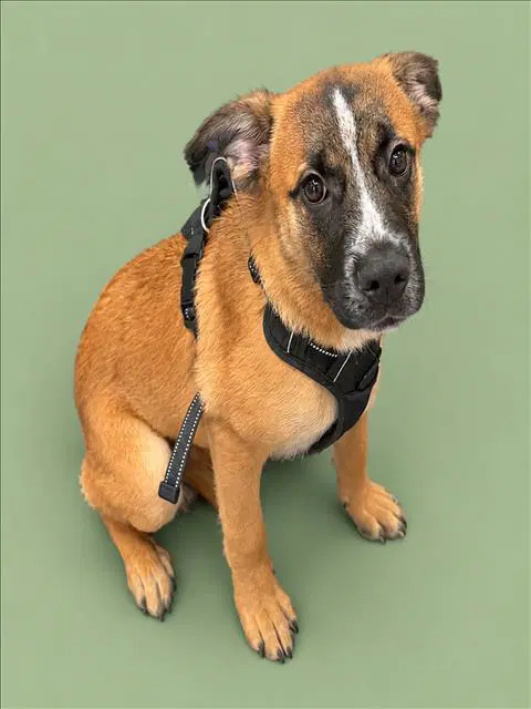 Koda - Boxer