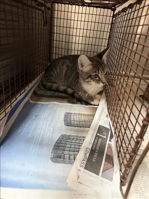 Pelusa - Domestic Short Hair