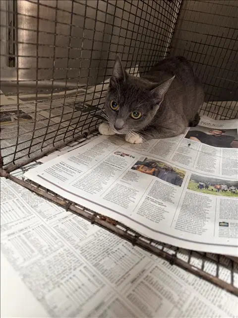 Paz - Domestic Short Hair
