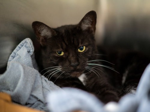 Montana, Domestic Short Hair (medium coat)