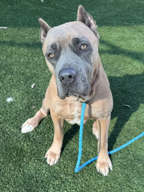 Lady - Cane Corso Mastiff
