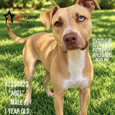 Abel - Pit Bull Terrier