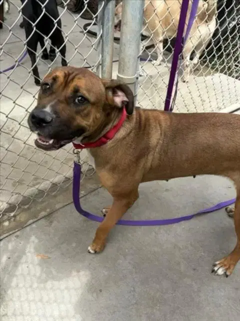 Roxy - American Pit Bull Terrier