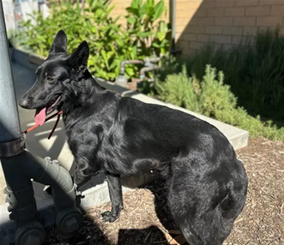 Ashley - German Shepherd Dog