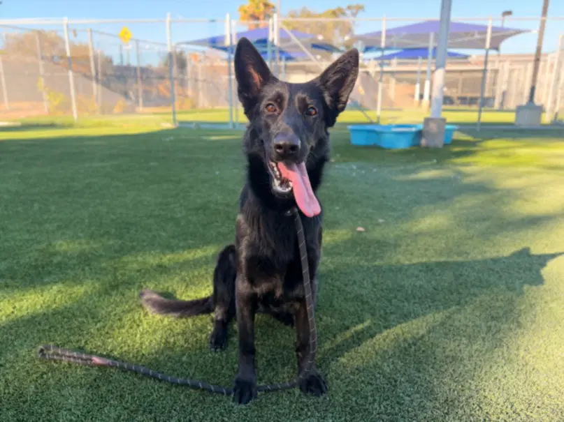 Ashley - German Shepherd Dog