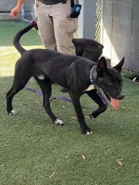Calvin - Labrador Retriever