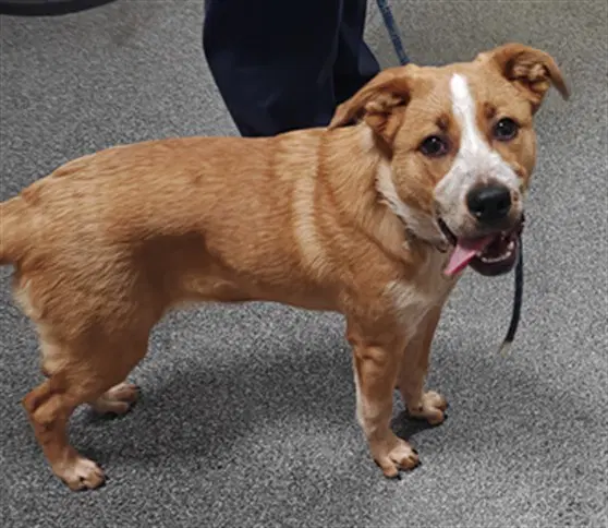 Caramel - Australian Cattle Dog/Blue Heeler