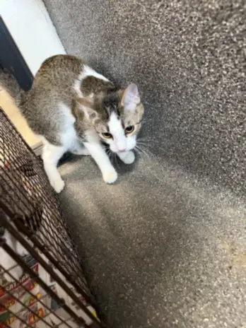 Cookie - Domestic Short Hair