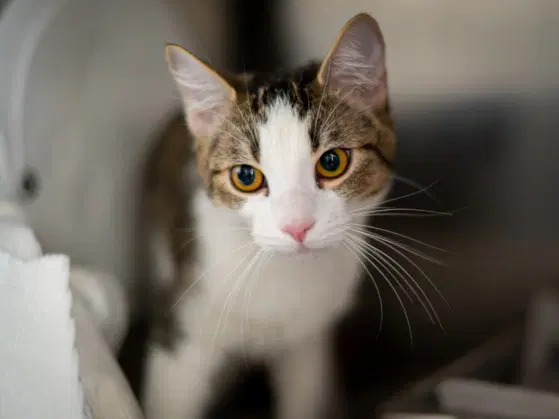 Cookie - Domestic Short Hair