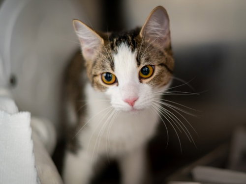 Cookie, Domestic Short Hair (medium coat)