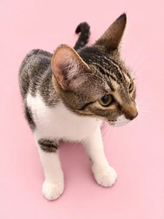 Milanesa - Domestic Short Hair