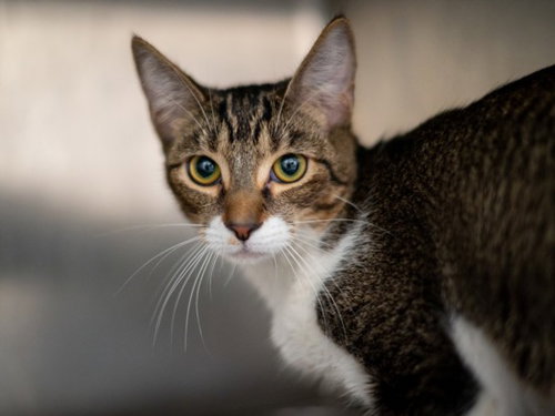 Milanesa, Domestic Short Hair (medium coat)