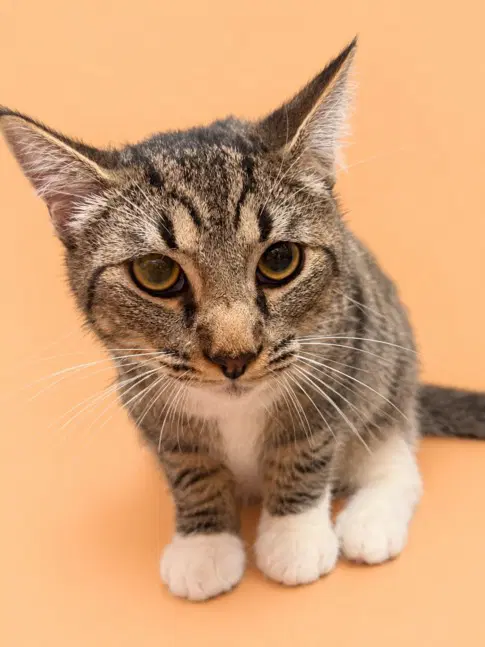 Rayo - Domestic Short Hair
