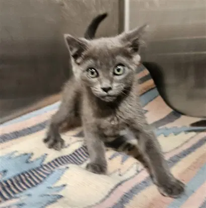 Jimmy - Domestic Short Hair