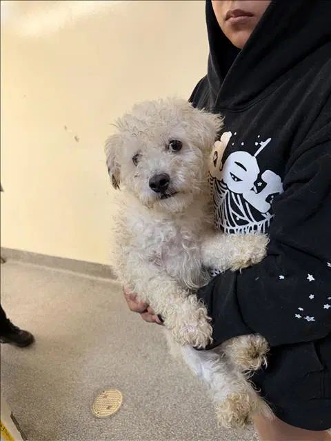 Carti - Poodle (Miniature)