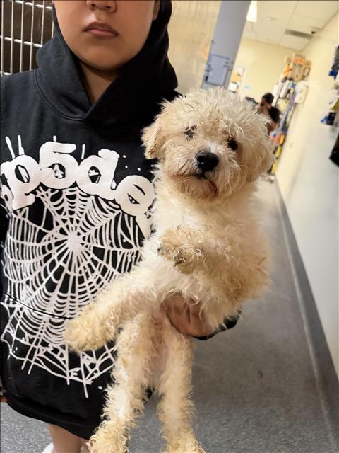 PONGO