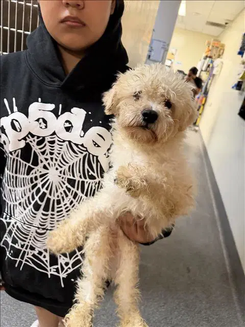 Pongo - Poodle (Miniature)