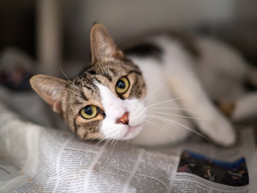 Milo, Domestic Short Hair (medium coat)