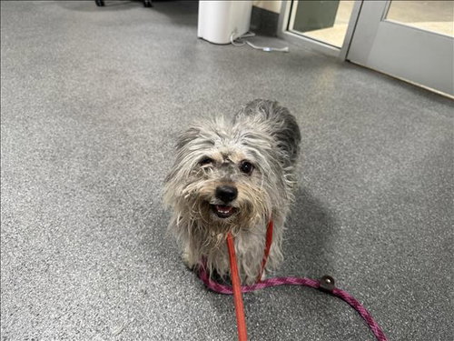 Lamb, Shih Tzu (medium coat)