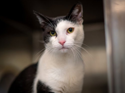 Nieve, Domestic Short Hair (medium coat)