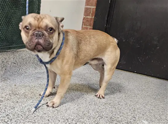 Chapo - French Bulldog