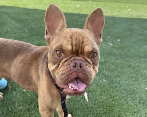 Goomba, French Bulldog (medium coat)